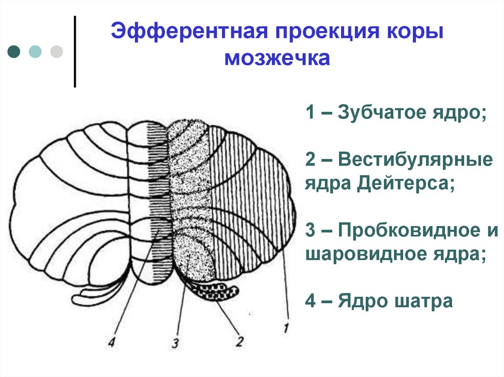 Мозжечок на схеме