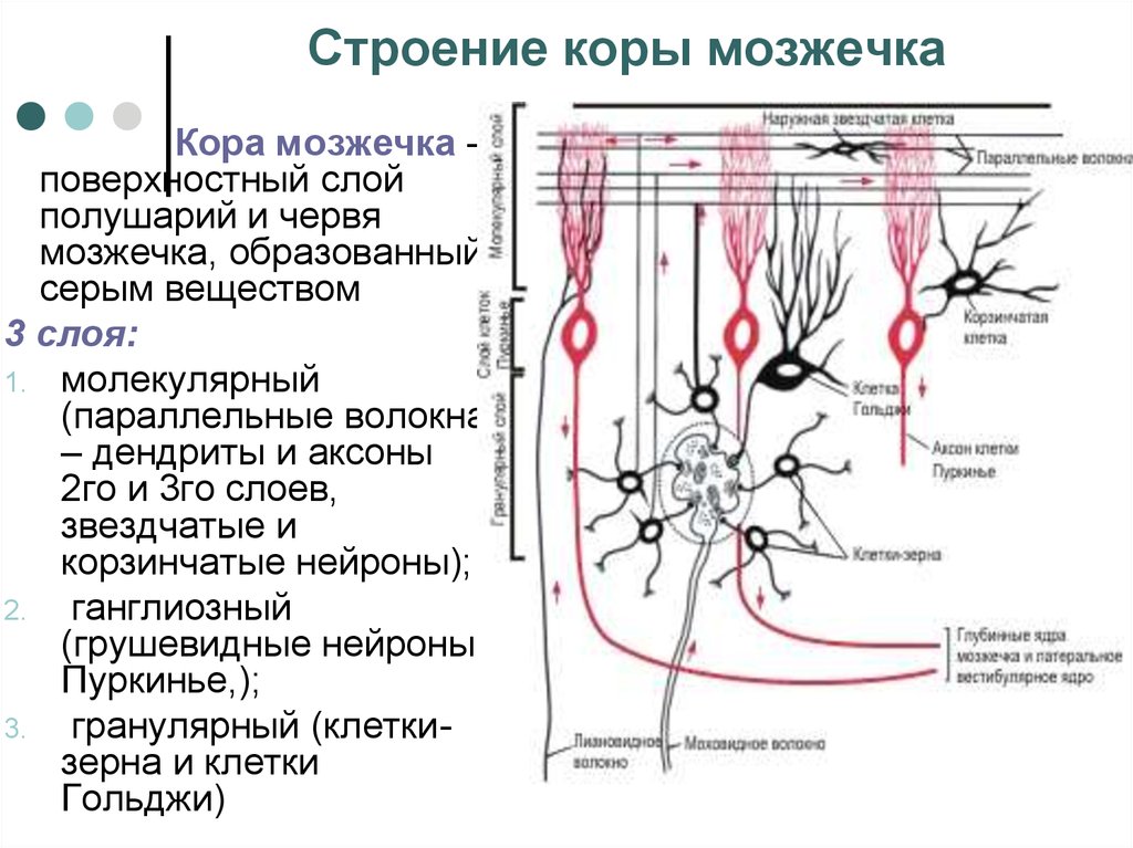 Ткань мозжечка. Характеристика нейронов коры мозжечка. Морфофункциональная характеристика коры мозжечка. Схема взаимодействия клеток коры мозжечка. Схема взаимодействия нейронов в коре мозжечка.