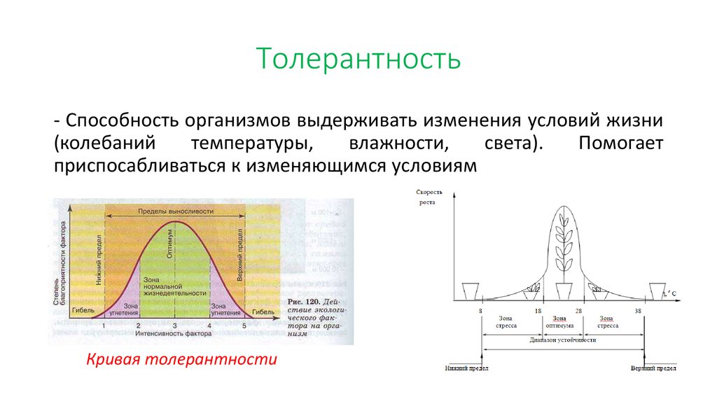 Толерантность организма. Способность организмов выдерживать изменения условий жизни. Толерантность это способность организмов. Толерантность – это способность организма выдерживать.