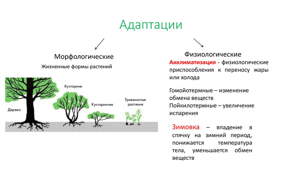 Какова связь между сезонными изменениями и ростом. Формы морфологической адаптации. Формы физиологической адаптации. Морфологические и физиологические адаптации. Морфологические адаптации растений.
