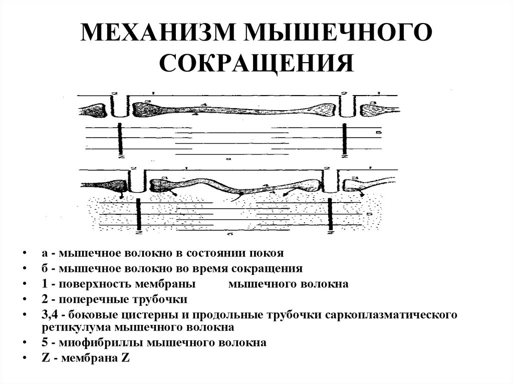 Механизм снижения. Этапы сокращения мышечного волокна. Механизм сокращения скелетных мышц кратко. Механизмы сокращения и расслабления мышечного волокна кратко. Механизм сокращения мышцы схема.