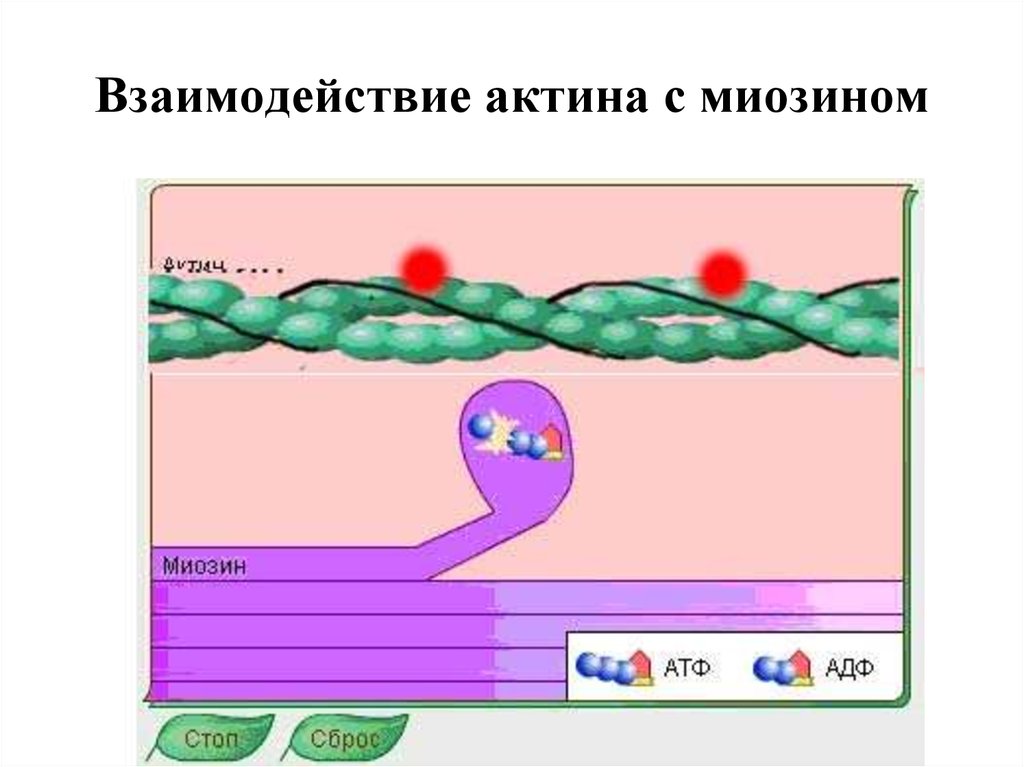 Сокращение актина и миозина. Взаимодействие актина и миозина. Взаимодействует актина миозина. Условия взаимодействия актина и миозина. Актин и миозин гиф.