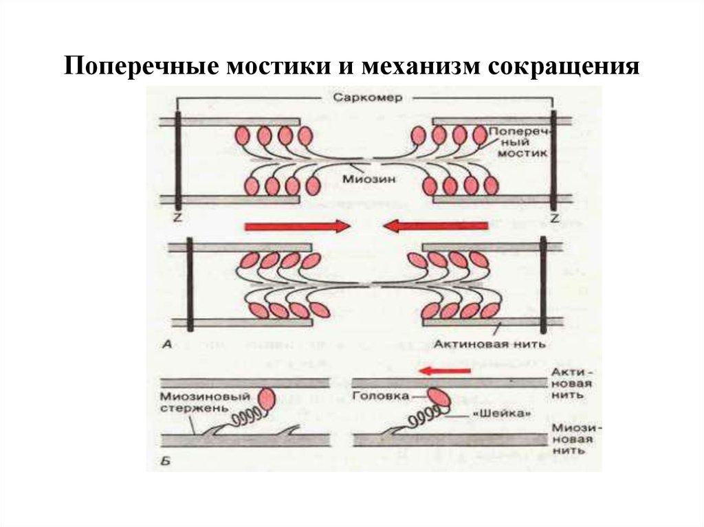 Механизм сокращения. Механизм мышечного сокращения схема. Цикл миозиновых поперечных мостиков. Саркомер поперечные мостики. Поперечные мостики и механизм сокращения.