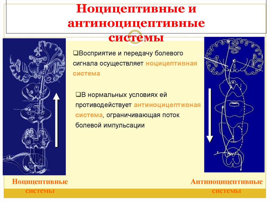 Антиноцицептивная система презентация