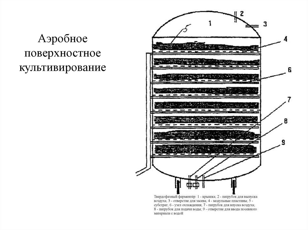 Поверхностная технология. Поверхностный метод культивирования микроорганизмов схемы. Ферментатор схема поверхностного культивирования. Глубинное культивирование микроорганизмов схема. Схема биореактора для твердофазного поверхностного культивирования.