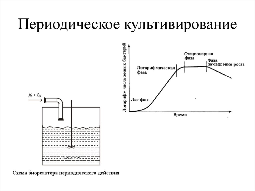 Периодические и непрерывные процессы. Фазы периодического культивирования бактерий. Непрерывное культивирование схема.