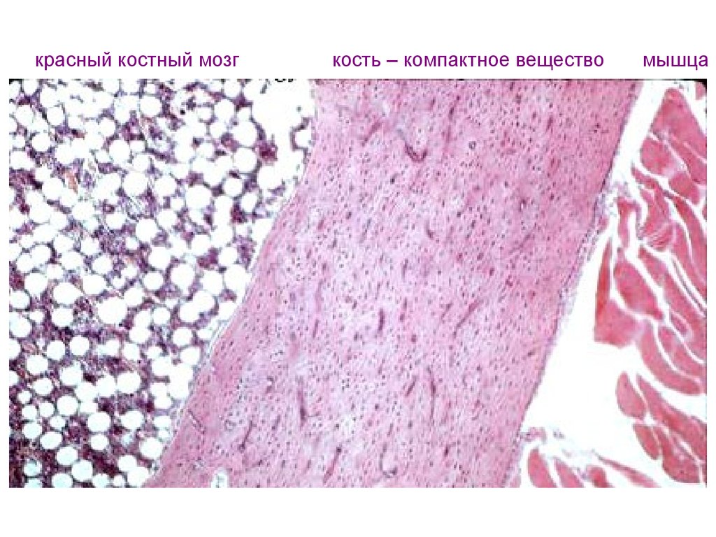 Структуры красного костного мозга