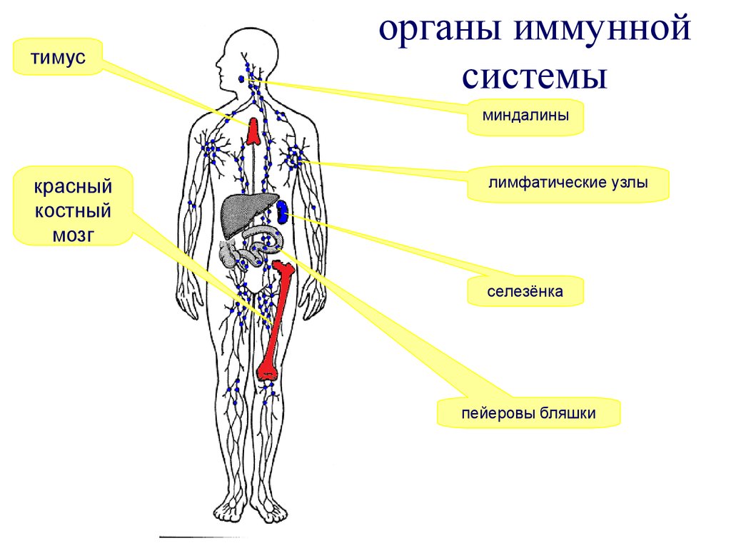 Органы кроветворения иммунной. Красный костный мозг лимфатическая система. Система органов кроветворения схема. Строение и функции органов кроветворения и иммунной защиты. Центральные органы иммунной системы. Костный мозг. Строение. Функции.
