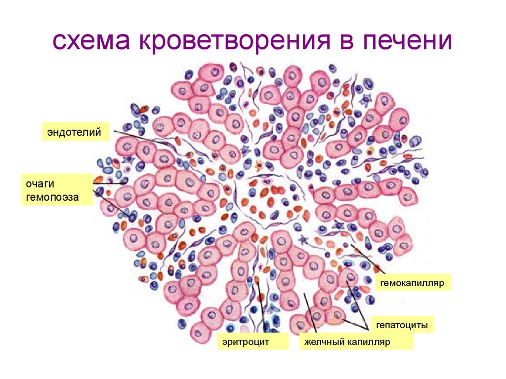Кровь образуется в печени. Кроветворение в печени гистология. Схема кроветворения гистология. Печеночный этап кроветворения. Эмбриональный гемопоэз гистология.