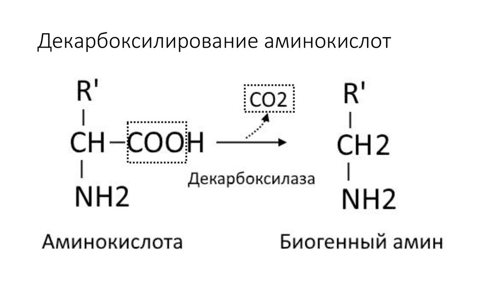 Декарбоксилирование атф