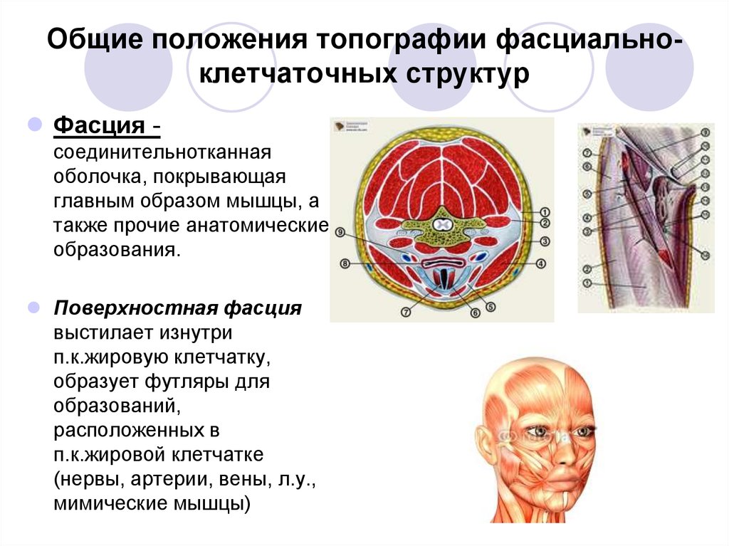 Пирогов фасции и сосуды