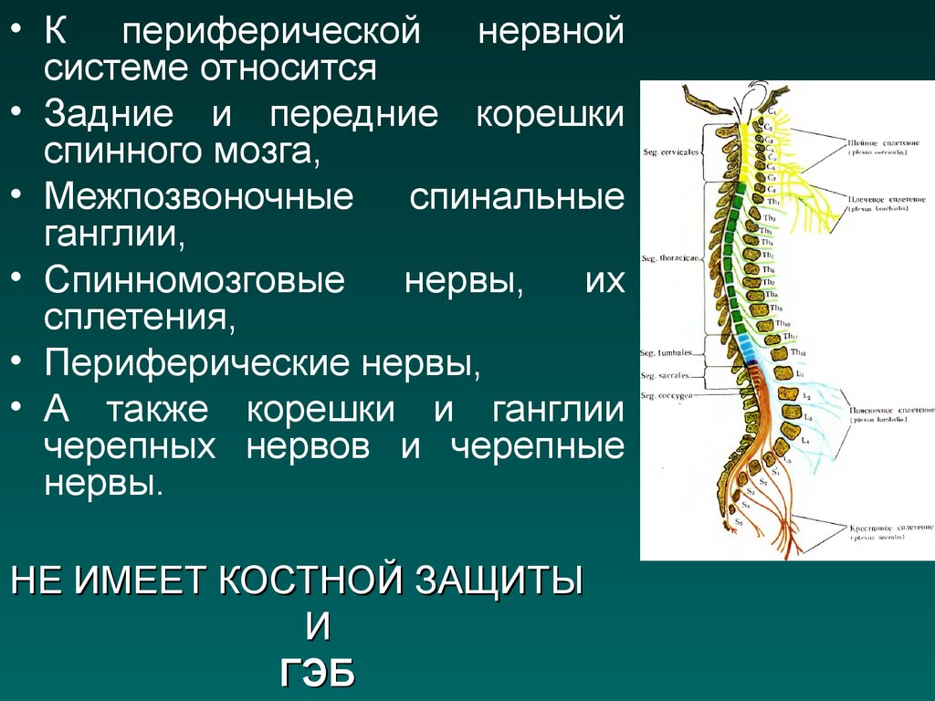 Центр периферическая нервной системы. Топографическая анатомия периферической нервной системы. Структуры спинномозговых нервов. Периферическая нервная система спинномозговые нервы. Структура спинномозгового нерва.