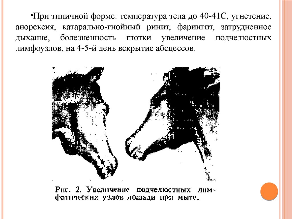 Мыт это. Мыт лошадей патологоанатомические изменения. Мыт у лошадей клинические формы. Клинические признаки мыта лошадей характерные.