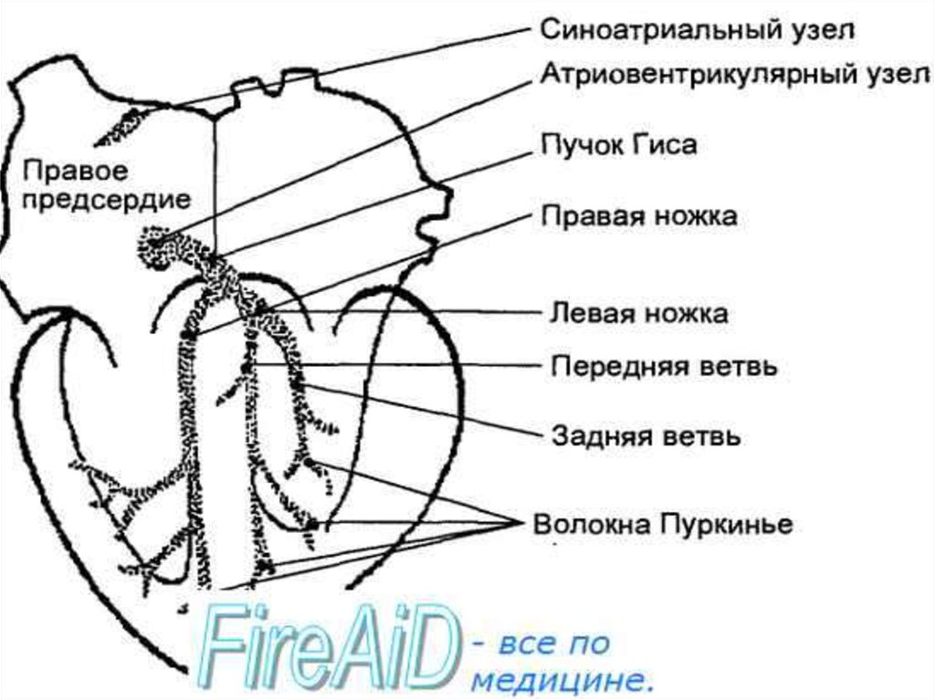 Прослушивание сердца схема