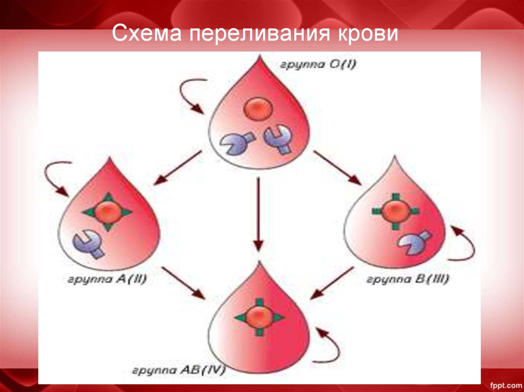 Схема переливания плазмы крови