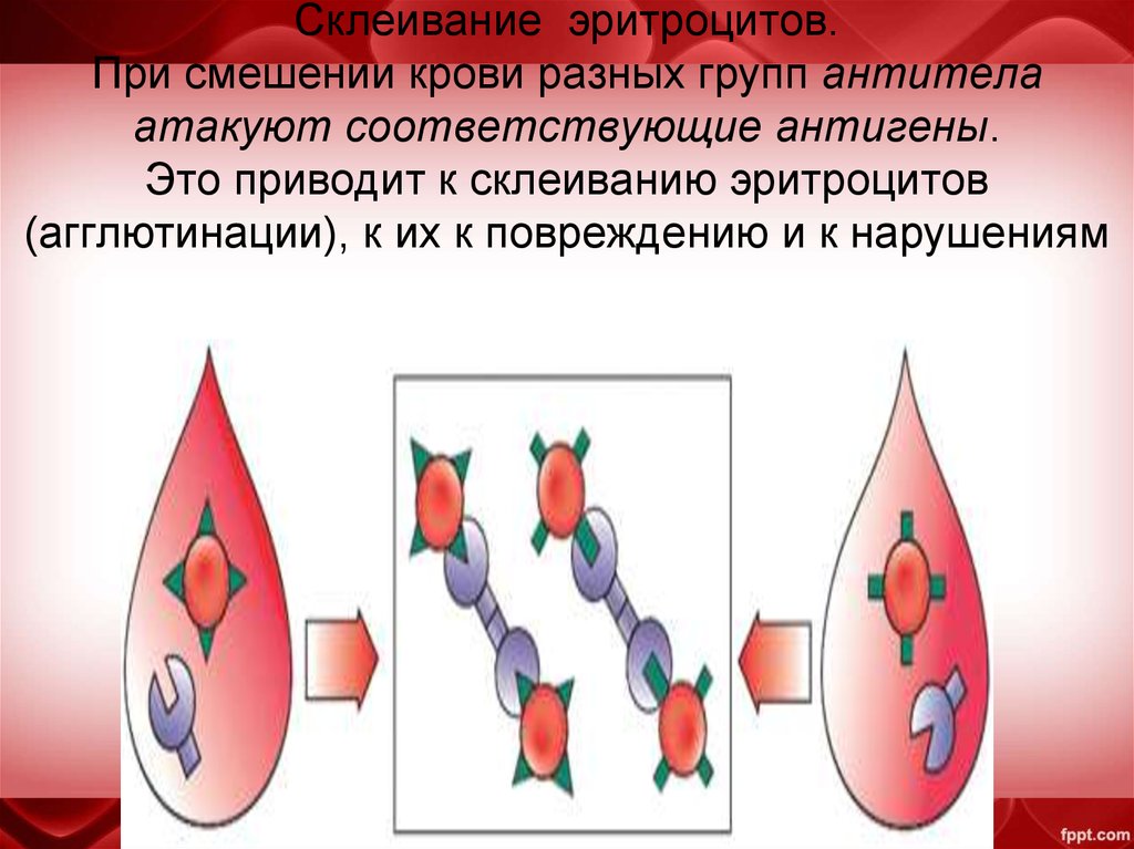 Рассмотрите схему совместимости групп крови как называется явление возникающее при смешивании двух