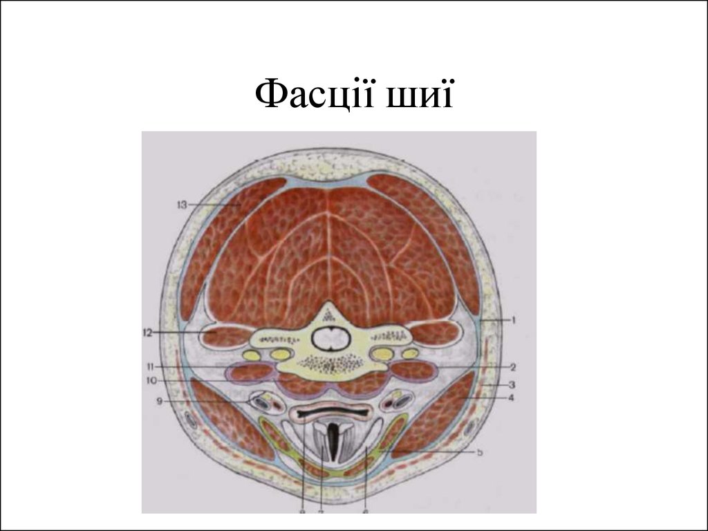 Фасции шеи по шевкуненко схема
