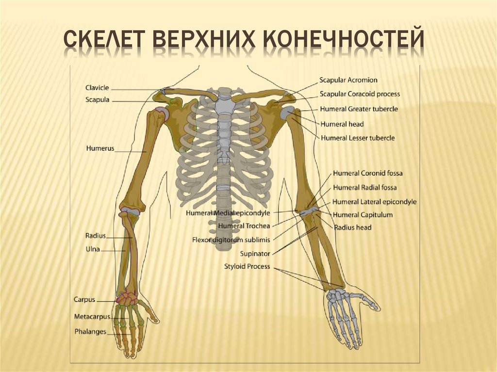 Скелет туловища конечностей. Строение скелета верхней конечности (отделы и кости). Верхняя конечность отделы скелета кости скелета. Строение скелета пояса верхней конечности. Пояс верхних конечностей анатомия.