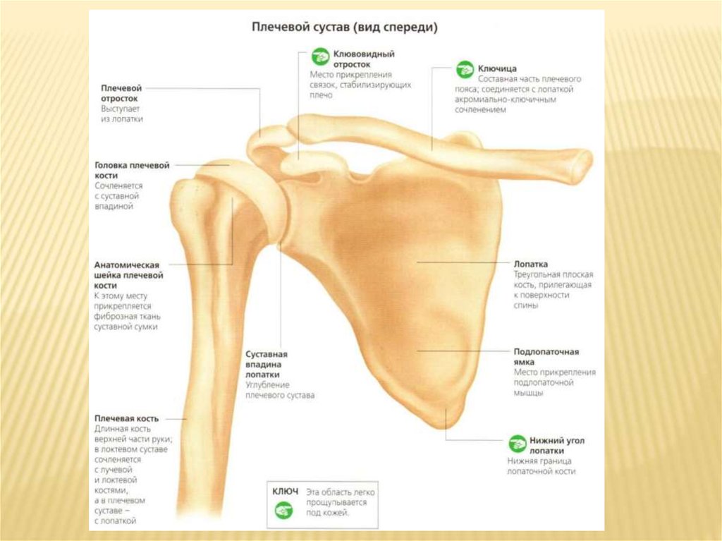Где находится плечевая кость. Хирургическая шейка плечевой кости располагается. Перелом хирургической шейки плечевой кости анатомия. Хирургическая шейка плечевой кости строение. Плечевая кость строение сустава.
