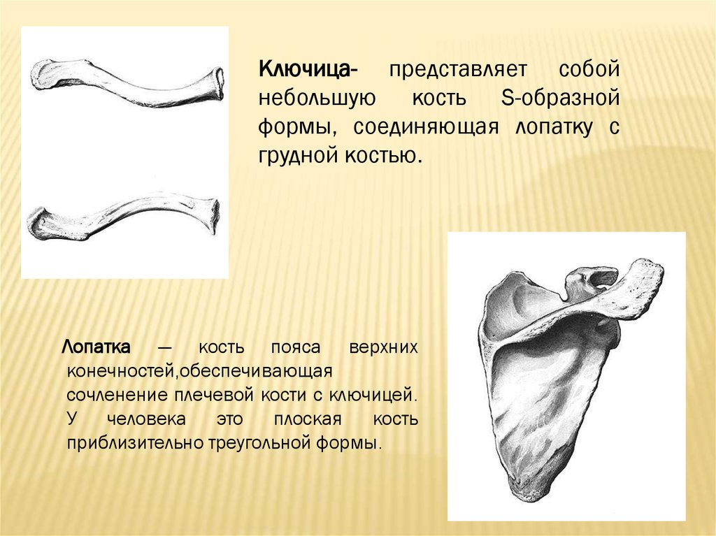 Самая крупная кость поясов конечностей