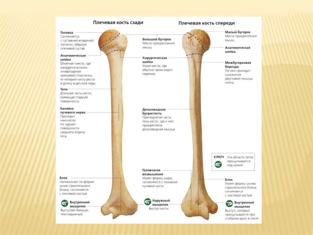Скелет человека - online presentation