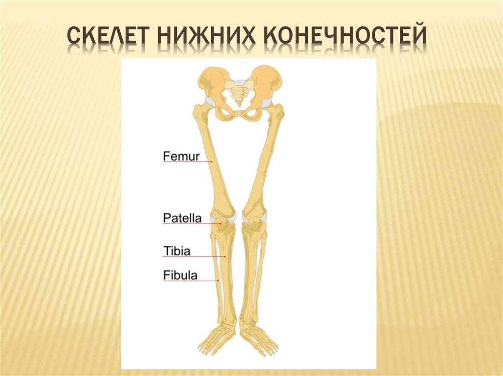 7 скелет конечностей
