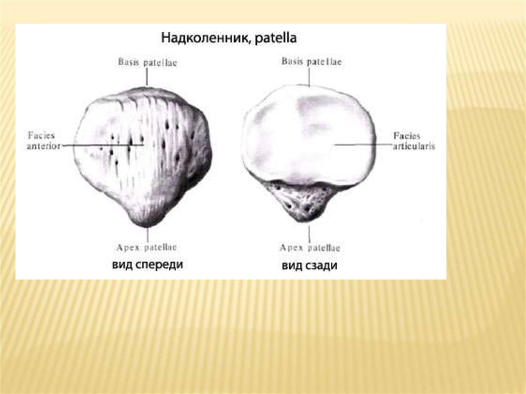 Где находится надколенник у человека фото