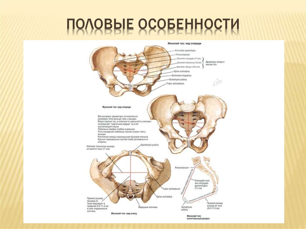 Половые особенности