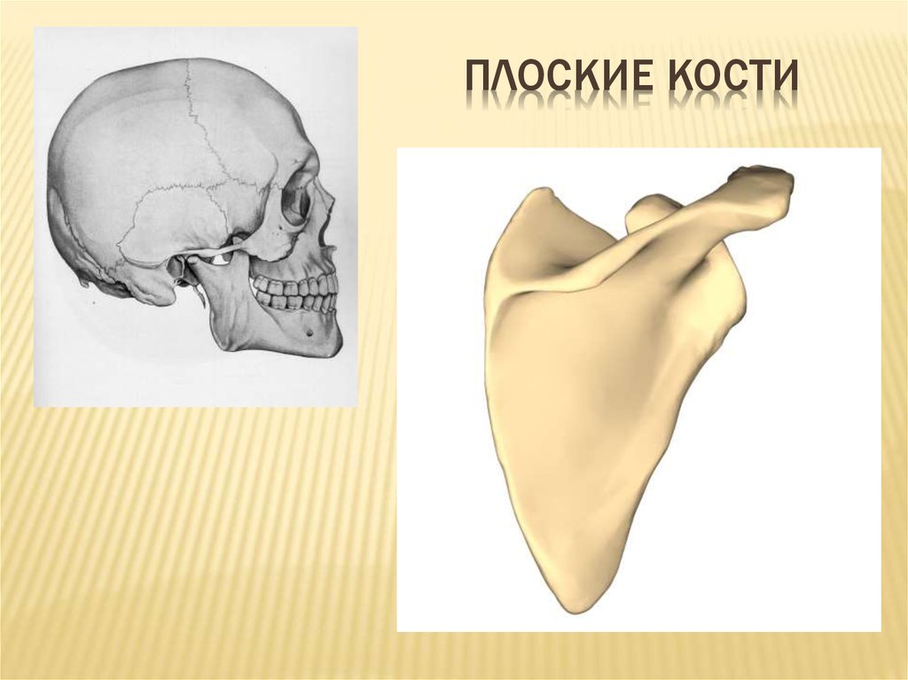 Плоские кости скелета человека. Строение плоских костей. Плоский. Плоская кость. Схема плоской кости.