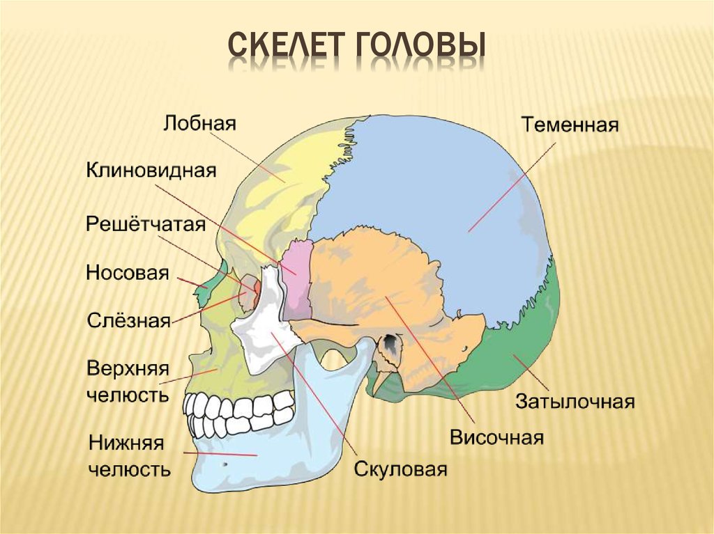Лобная теменная затылочная кость. Строение костей мозгового отдела черепа человека. Скелет головы череп строение. Кости скелета головы человека анатомия. Скелет головы человека сошник.