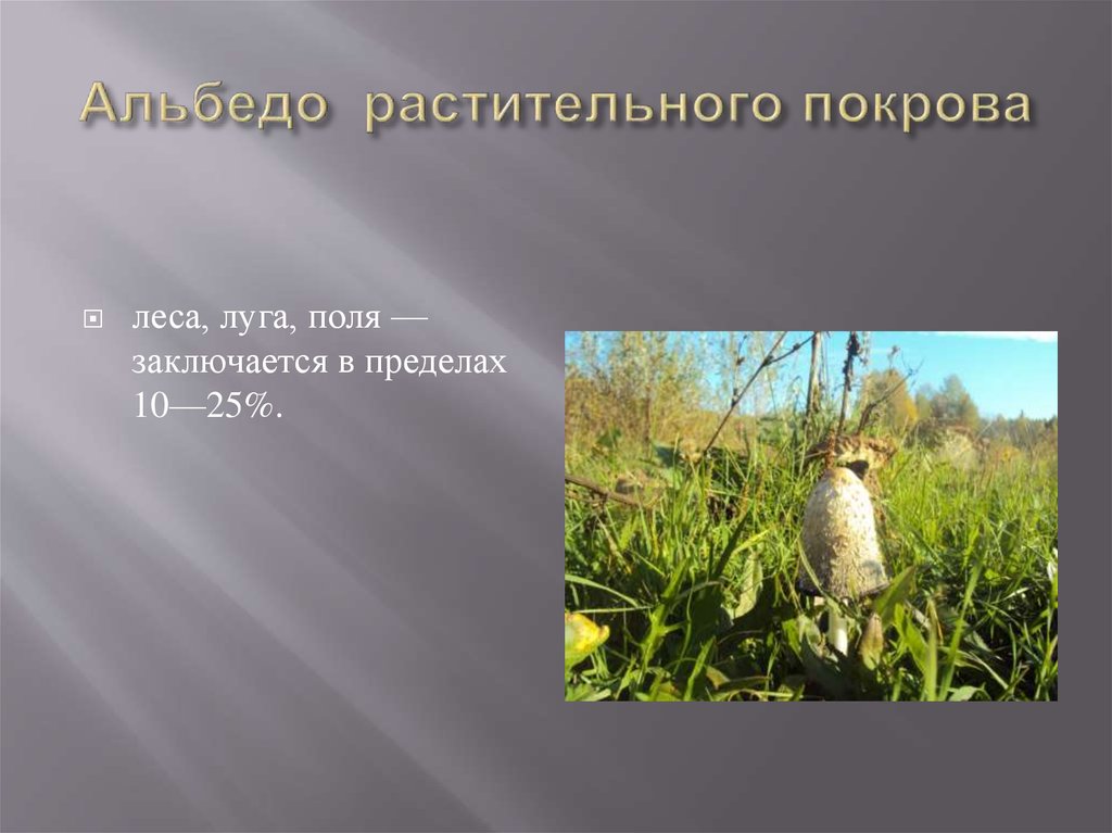 Альбедо растительного покрова