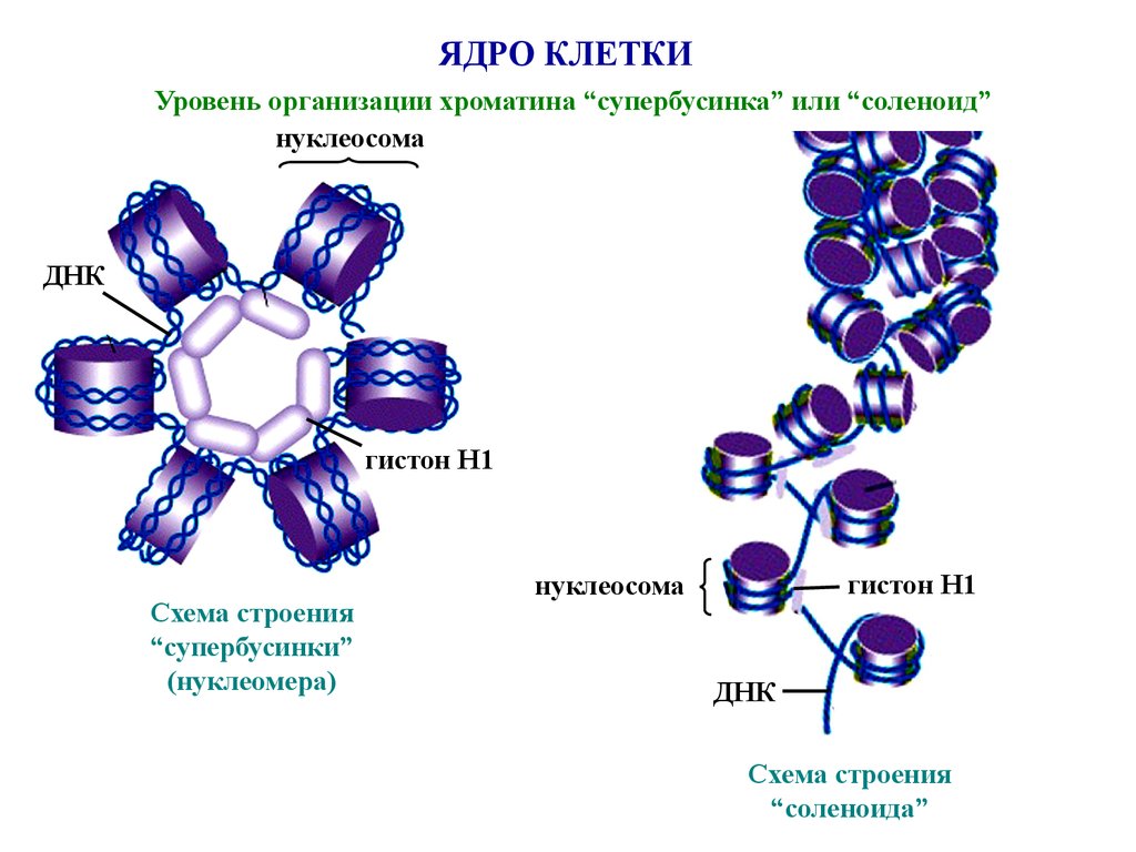 Многоядерные клетки. Нуклеосома нуклеомера. Нуклеосома в ядре. Нуклеосома схема строения. Структура ДНК нуклеосомы.