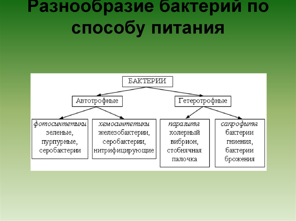 Какие различают бактерии по способу питания кратко