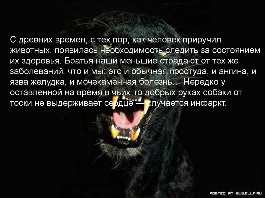 Укротить зверя проверочное. Ответственность человека за прирученных животных проект. Укротить зверя. Этика ветеринарного врача. Работа ветеринар текст.