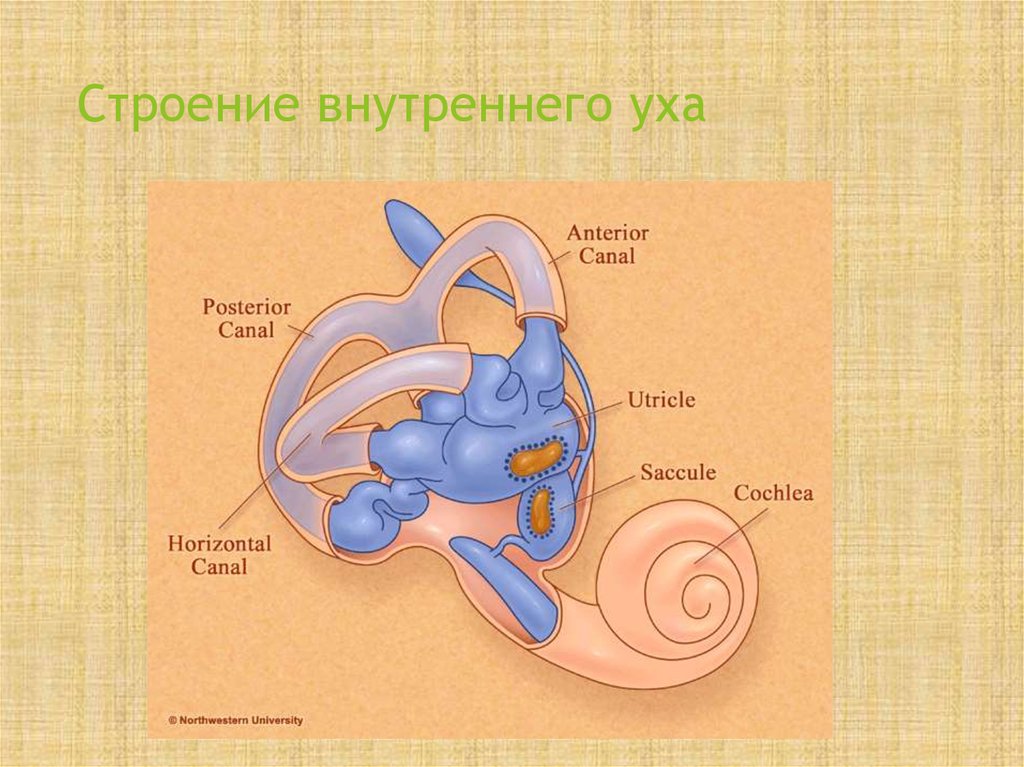 Как устроено внутреннее ухо. Строение внутреннего уха. Внутреннее ухо строение. Строение внутреннеоуха. Анатомия внутреннего уха.