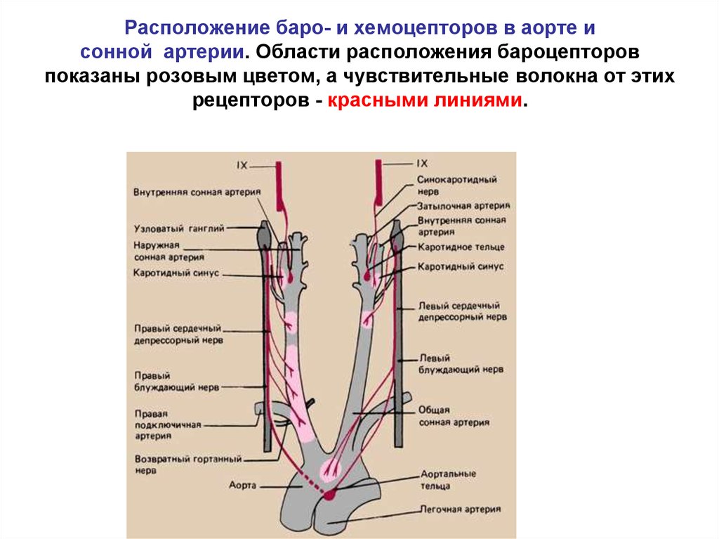 Каротидные артерии