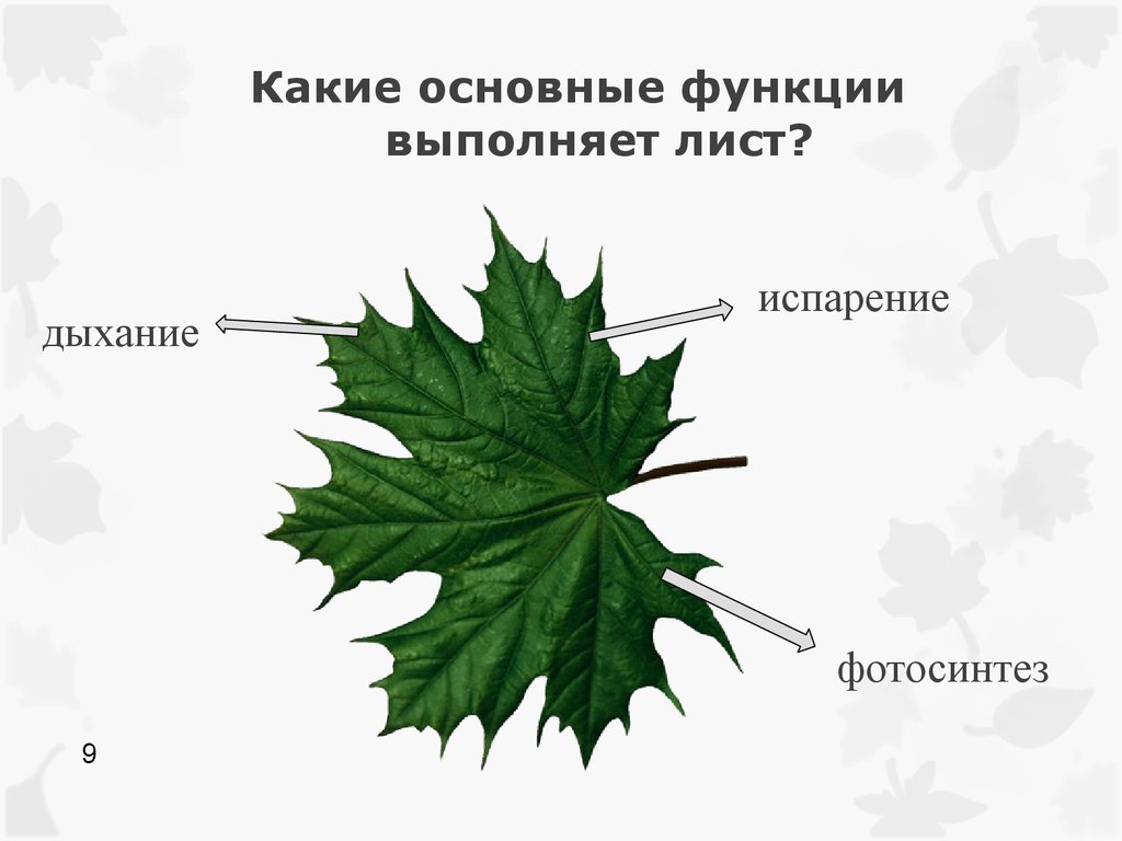 Лист относится. Строение листа клена. Какие основные функции выполняет лист. Строение листьев клена. Внешнее строение листа клена.