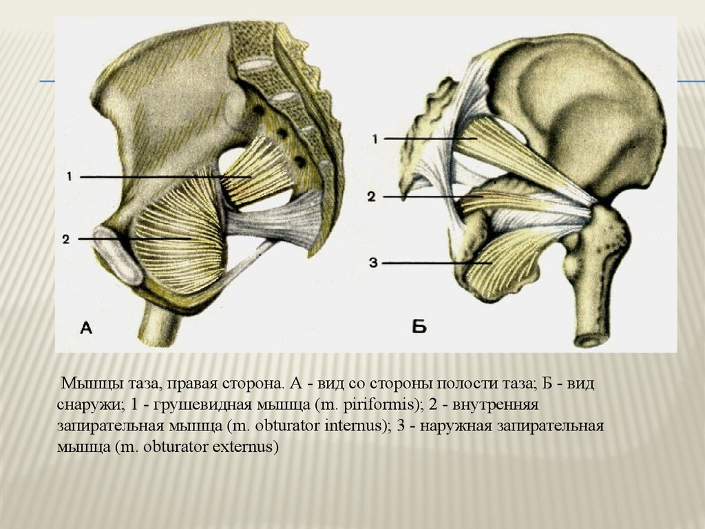 Мышцы таза схема