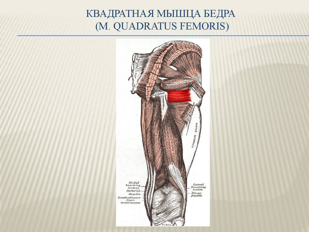 Растяжка квадратной мышцы бедра