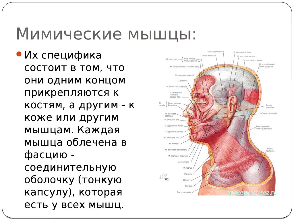 Мышцы головы анатомия презентация