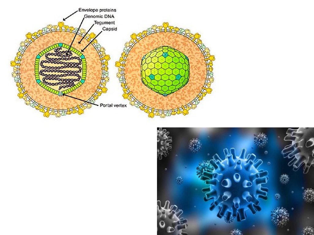 Epstein barr virus ebna. Вирус Эпштейна Барра строение. Строение вируса Эпштейна-Барр. Герпесвирус Эпштейна-Барр что это. Структура вириона вируса Эпштейна-Барр.