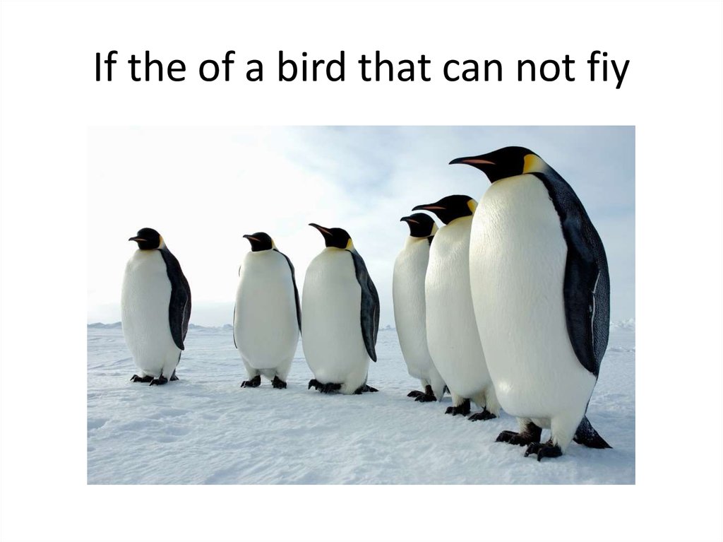 If the of a bird that can not fiy