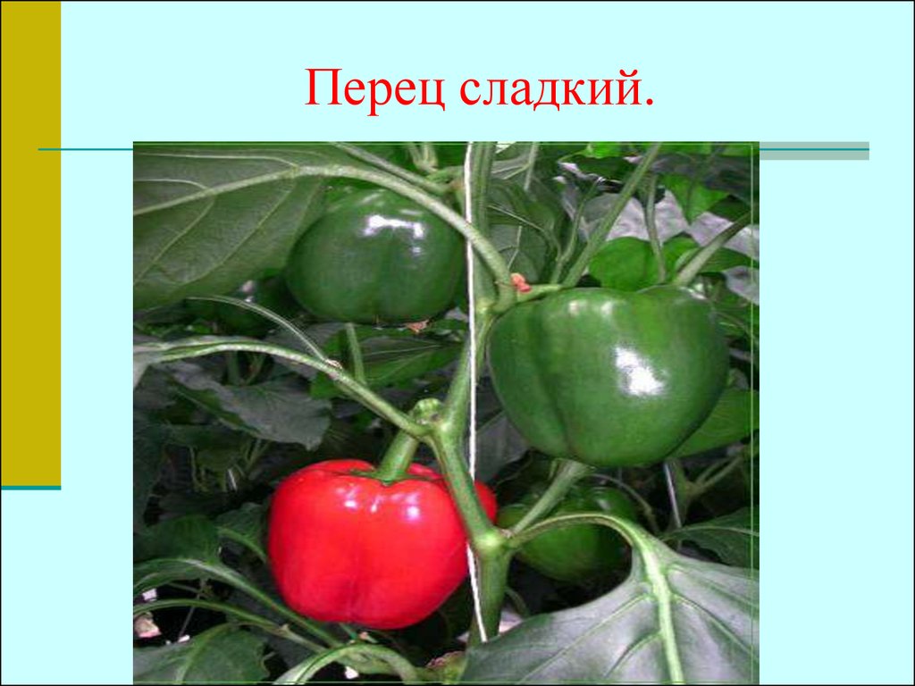 К какому семейству относится перец. Семейство Пасленовые перец сладкий. Семейство пасленовых перец сладкий цветы. Паприка пасленовое. Баклажансмейство Пасленовые.