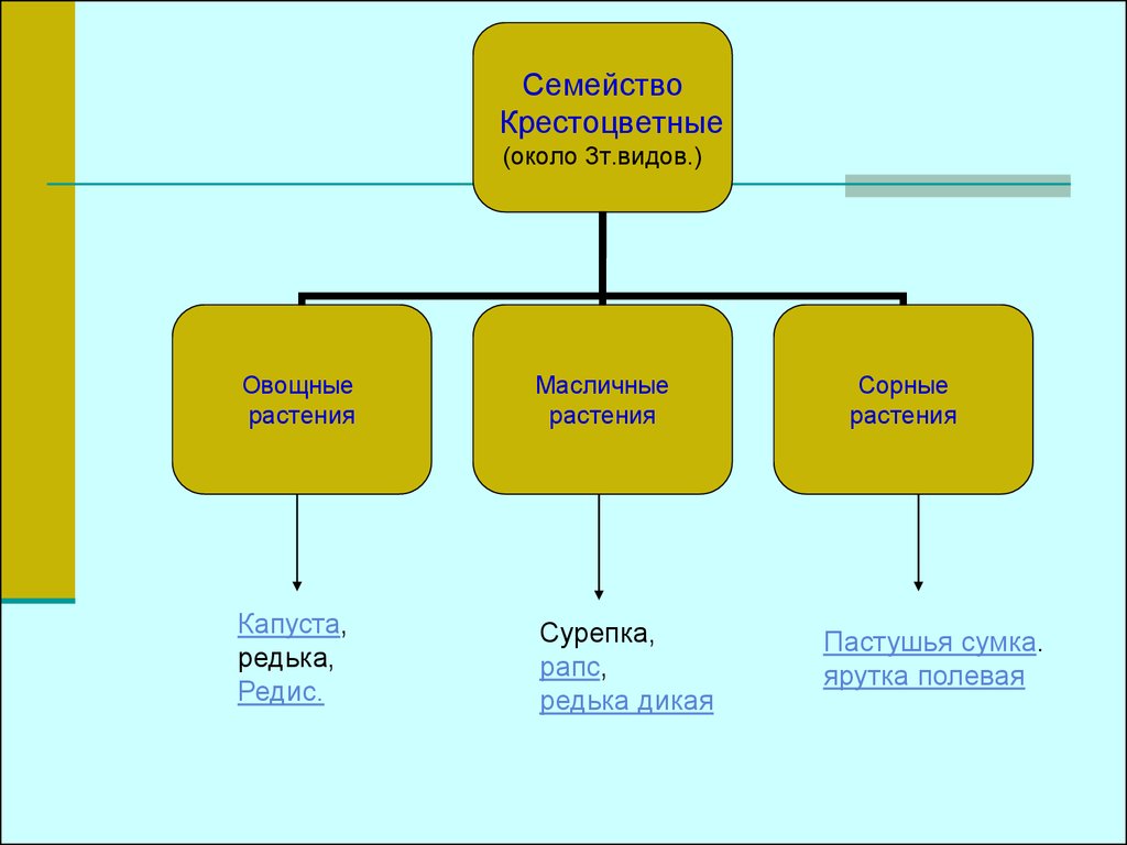 Семейство крестоцветные 7 класс. Кроссворд на тему крестоцветные. Кроссворд семейство крестоцветные. Кроссворд по биологии крестоцветные. Кроссворд по крестоцветные растения.