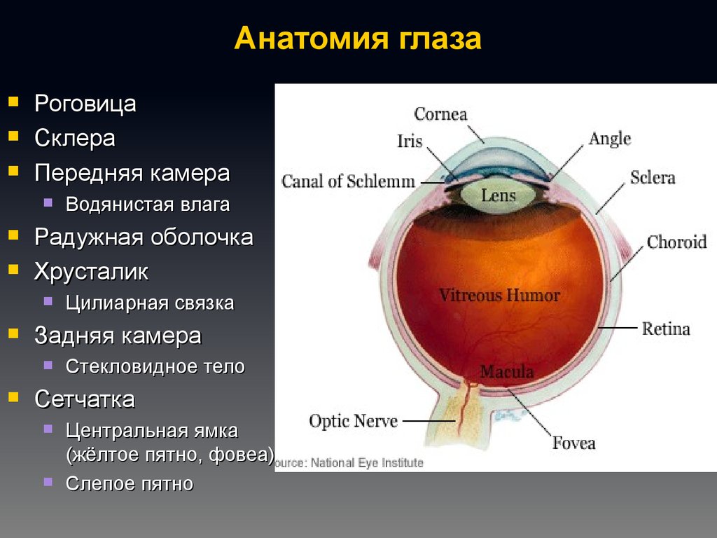 Функции передней камеры глаза. Оптическая система глаза роговица жидкость передней камеры глаза. Передняя камера глаза анатомия. Передняя камера глаза хрусталик. Передняя и задняя камера глаза анатомия.