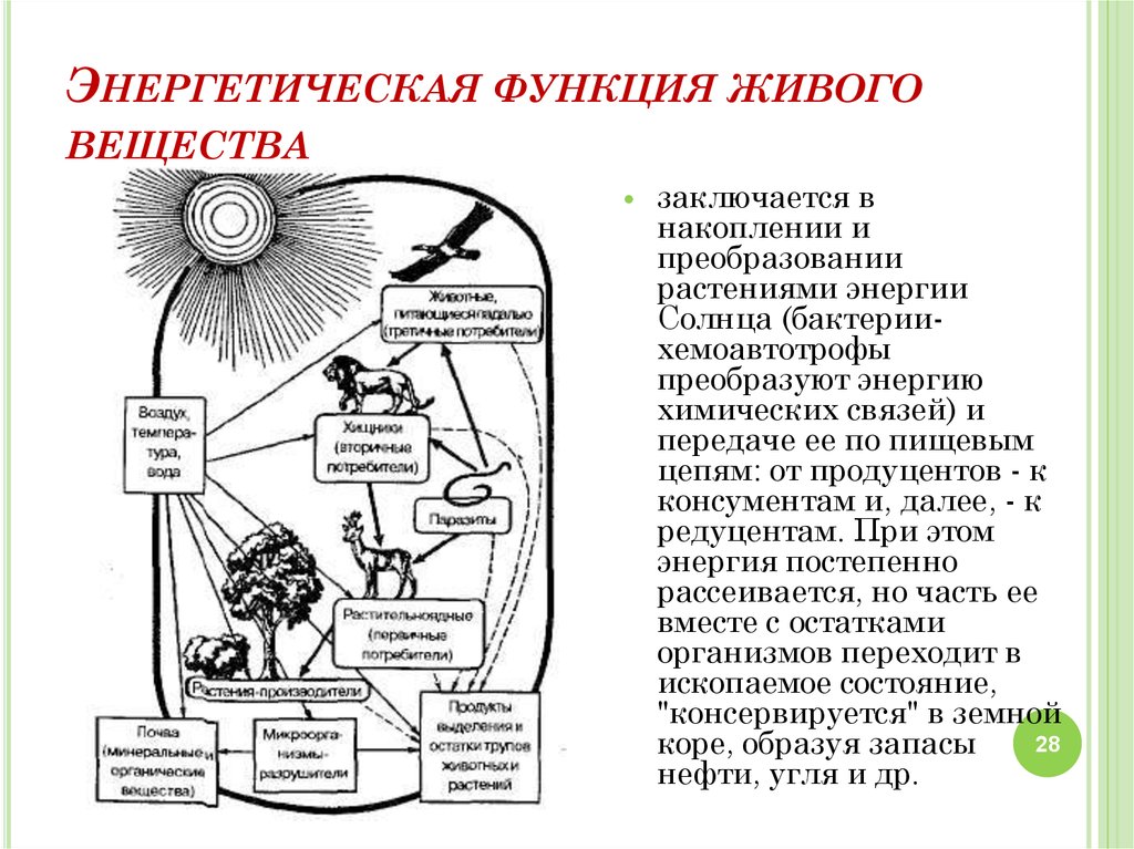 Функции биосферы схема