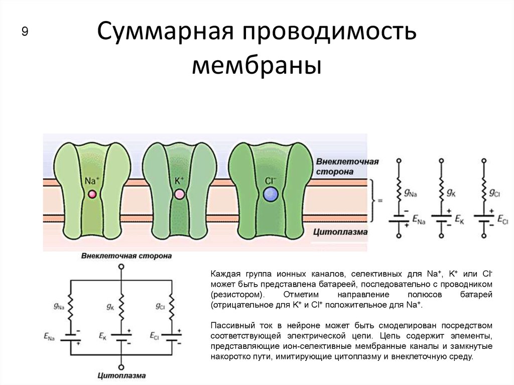 Избирательная проницаемость клеточной мембраны. Ионная проводимость через клеточную мембрану. Избирательная проводимость клеточной мембраны. Проводимость мембраны формула. Проводимость ионных каналов.