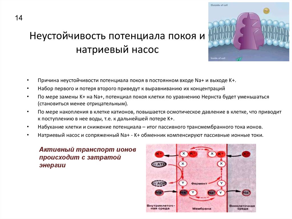 Активный транспорт насосы. Натрий калиевый насос потенциал покоя. Потенциал покоя клетки калий натрий. Потенциал действия калий натриевый насос. Потенциал покоя клетки.