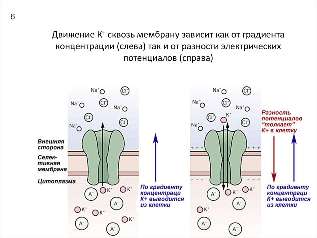 Электрический градиент. Диффузия против градиента концентрации. Градиент концентрации ионов мембранный потенциал. Движение по градиенту. Градиент концентрации физиология.