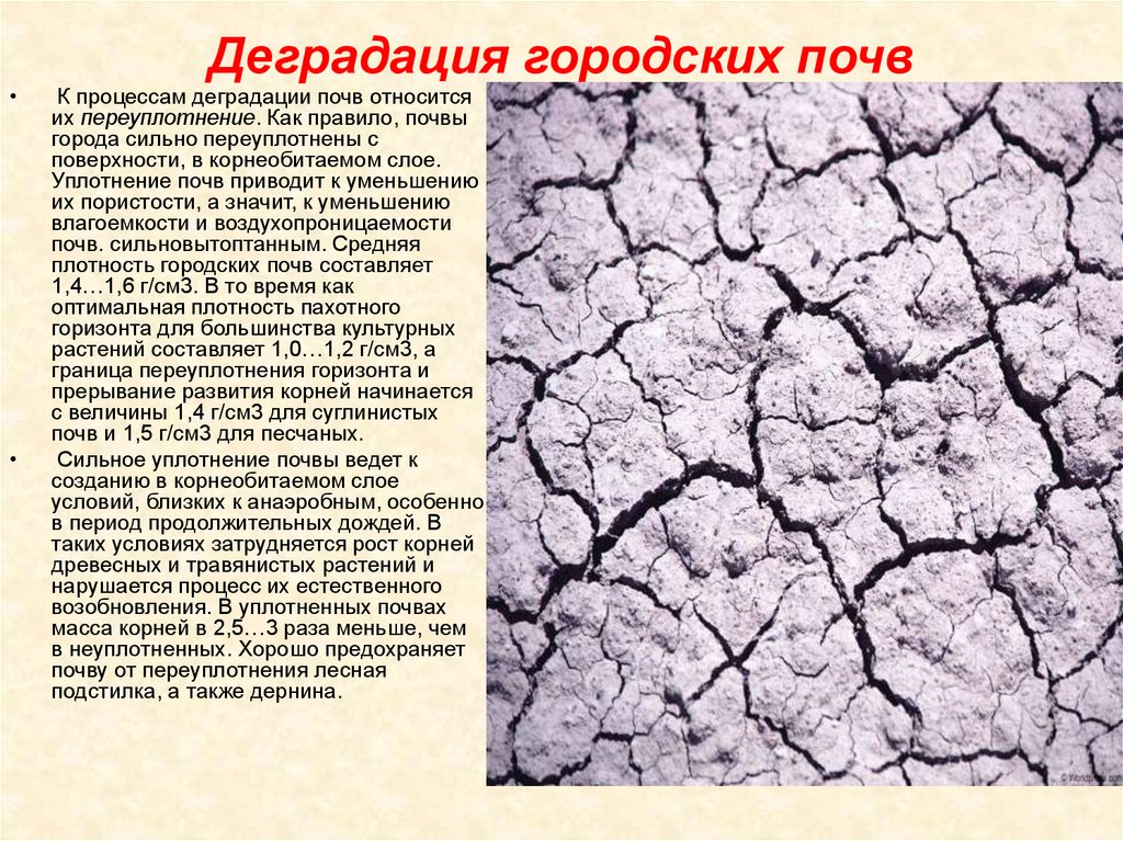 Процессы почв. Уплотнение почвы. Уплотнение городских почв. Процессы деградации почв. Городские почвы.